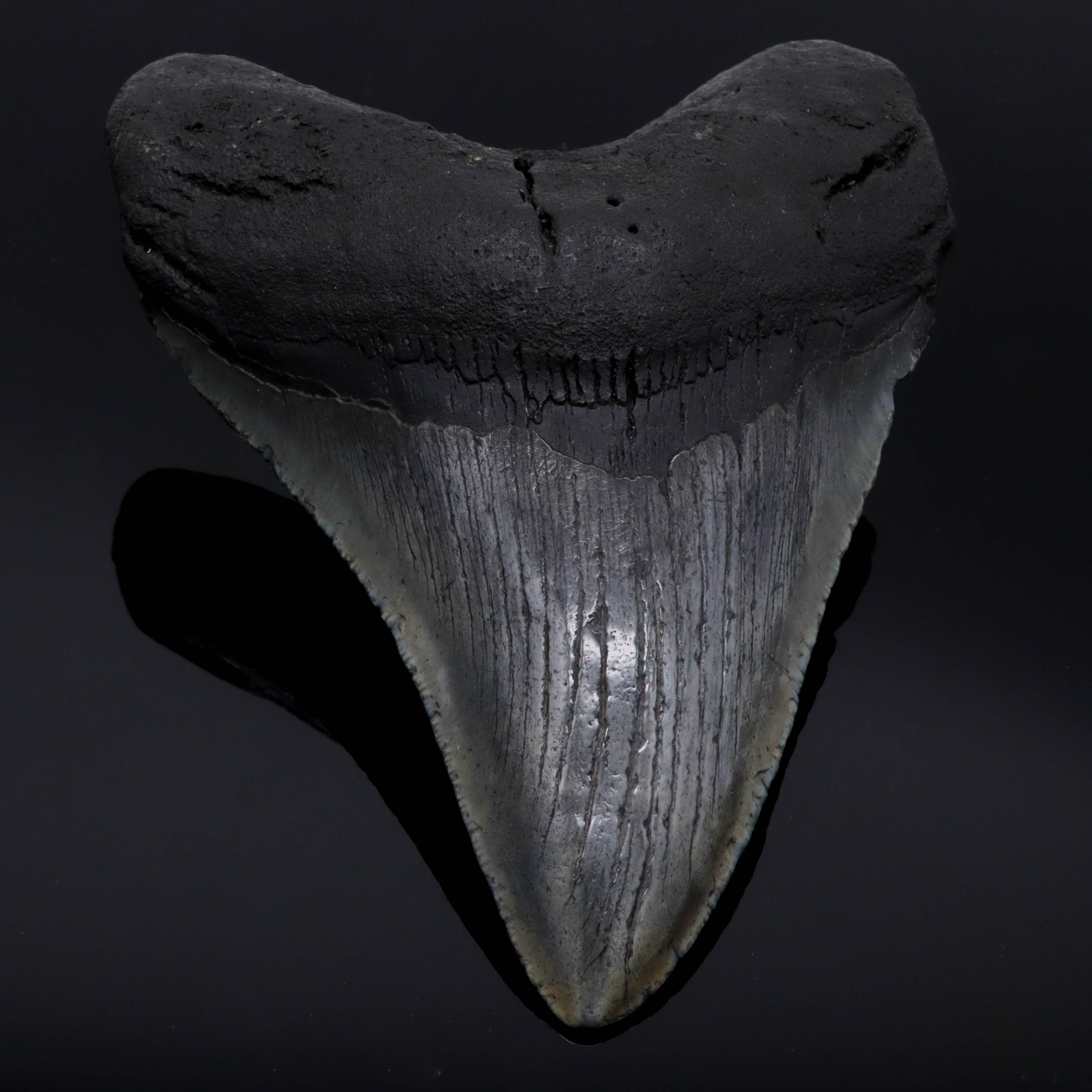 Megalodon Zähne