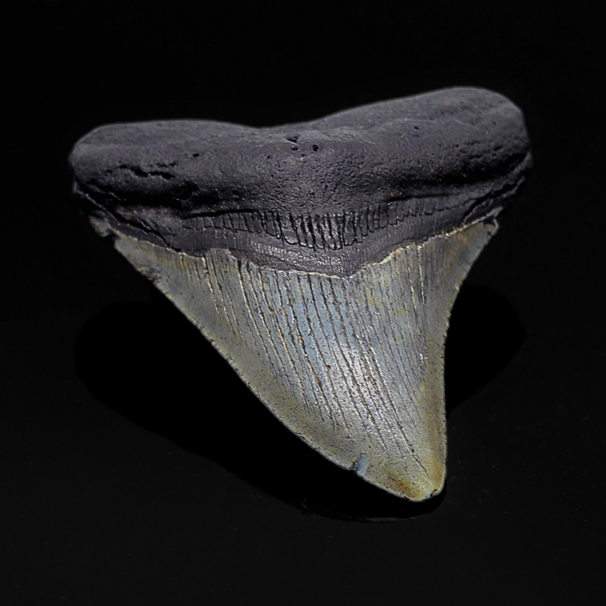 Megalodon Zähne