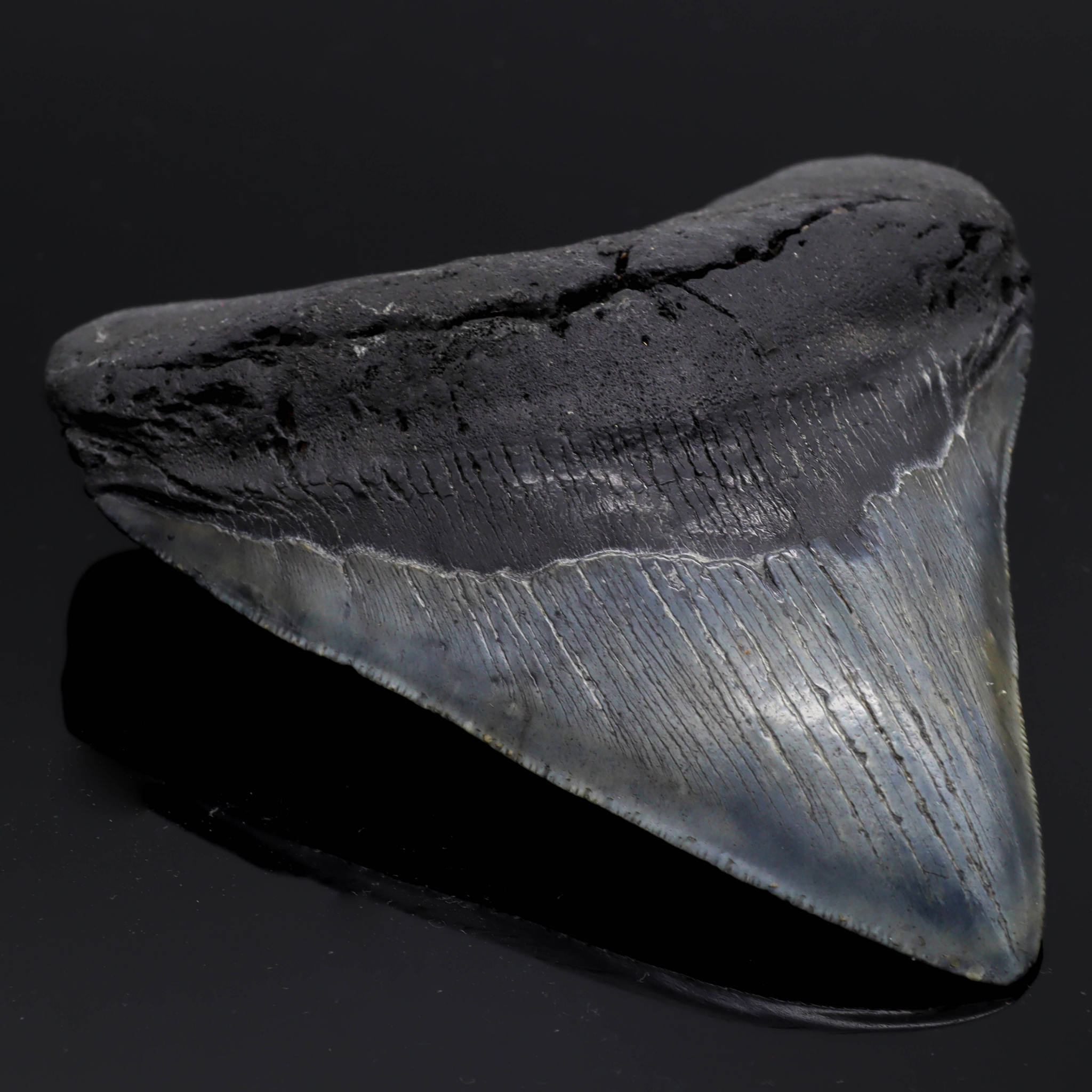 Megalodon Zähne