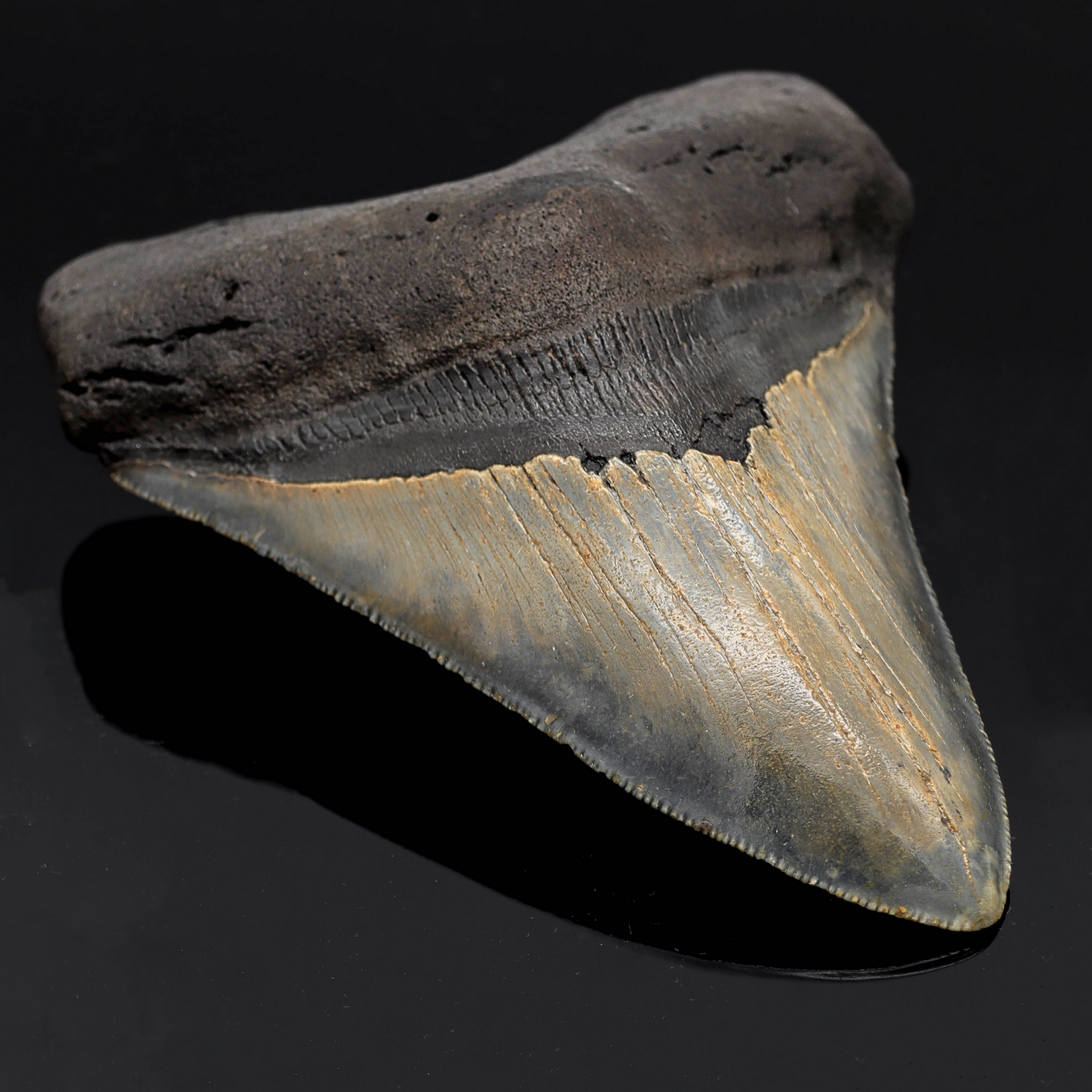 Megalodon Zähne