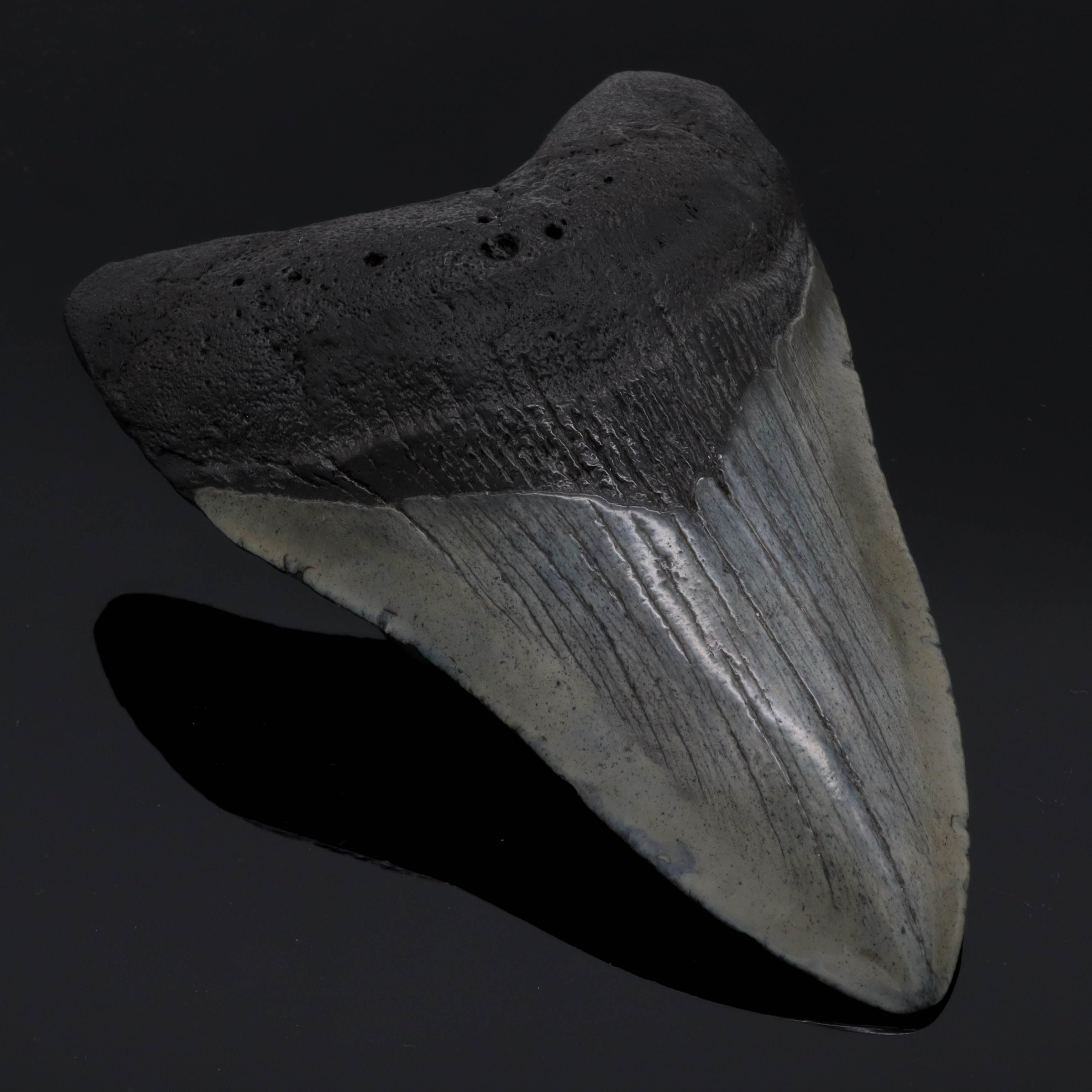 Megalodon Zahn versteinert #1 (11,2cm 170g)
