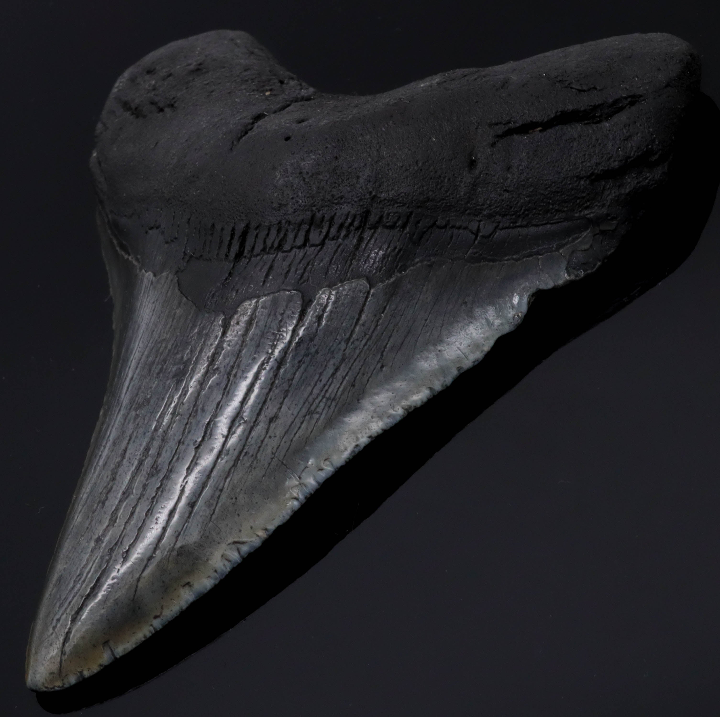 Megalodon Zahn versteinert #2 (11,2cm, 190g)
