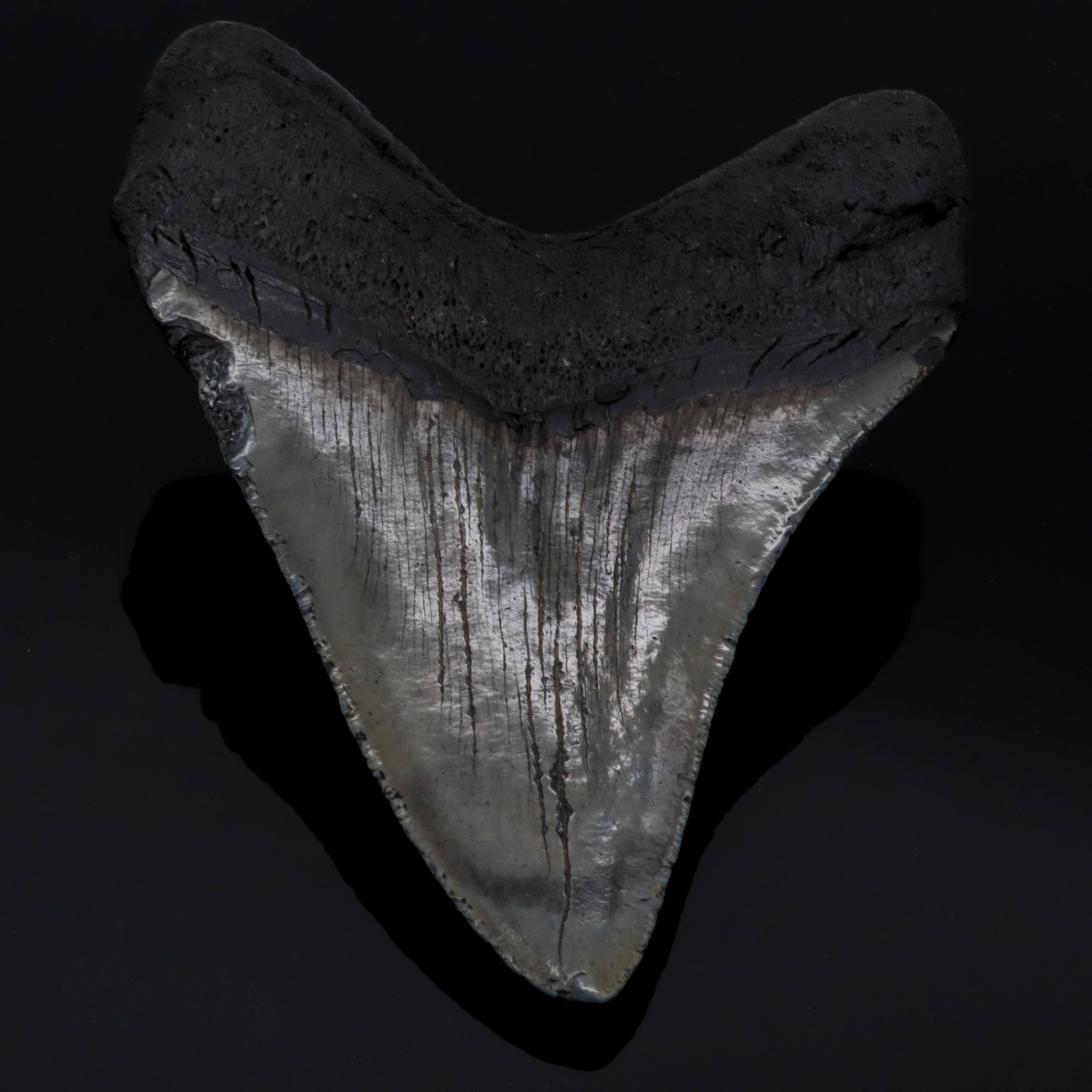 Megalodon Zahn versteinert #2 (11,2cm, 190g)