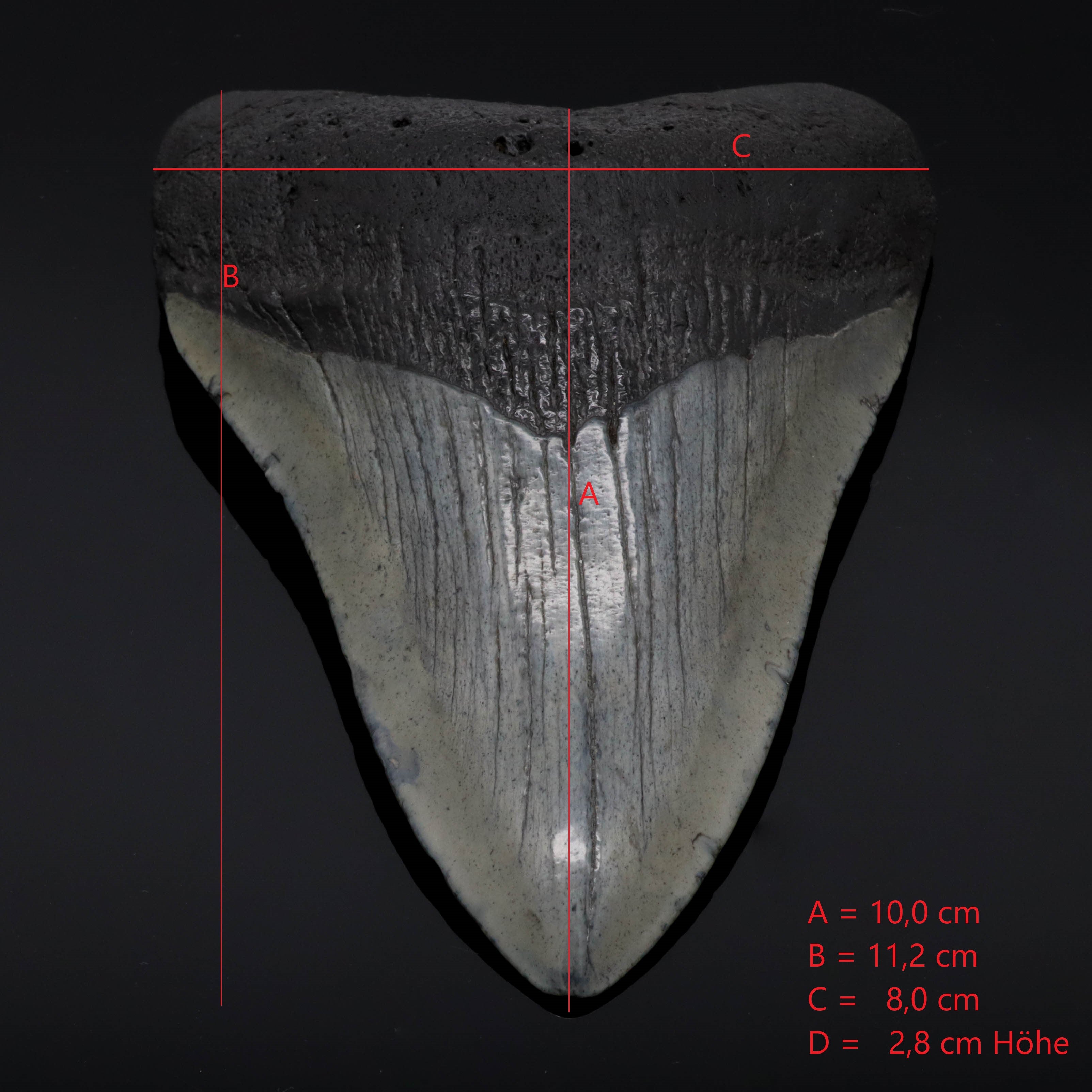 Megalodon Zahn versteinert #1 (11,2cm 170g)
