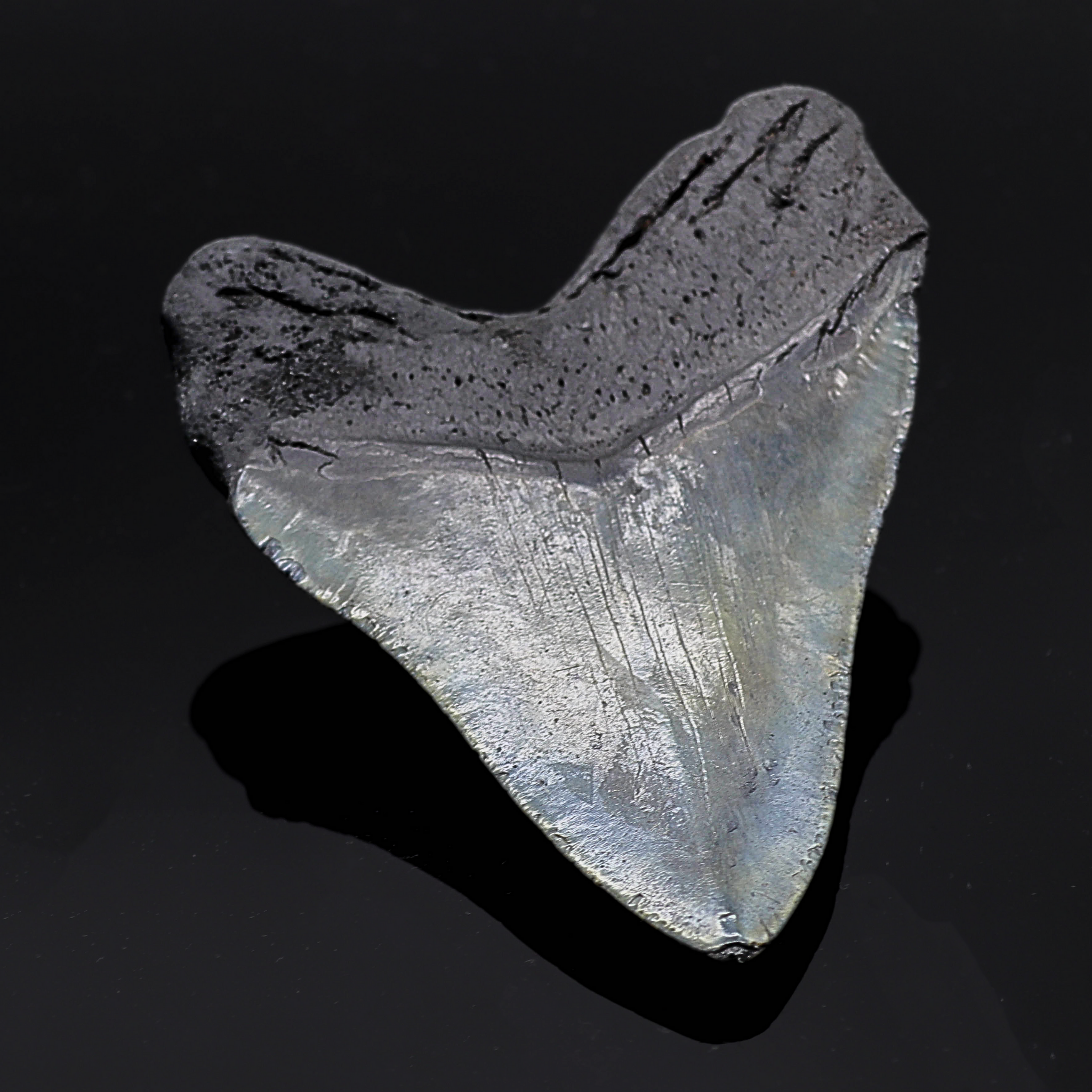 Megalodon Zahn versteinert #9 (11,4cm, 213g)