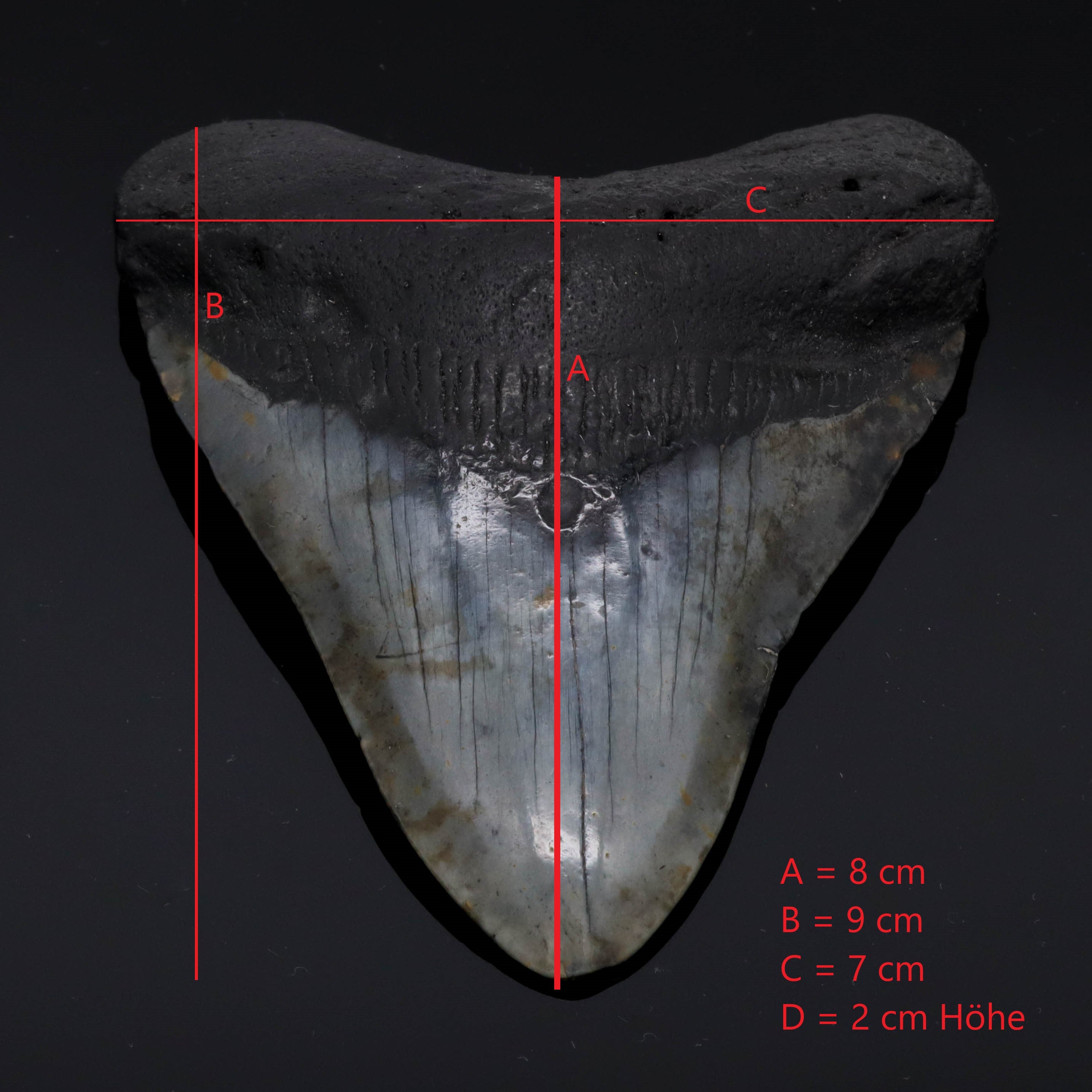 Megalodon Zahn versteinert 9cm 110g #5
